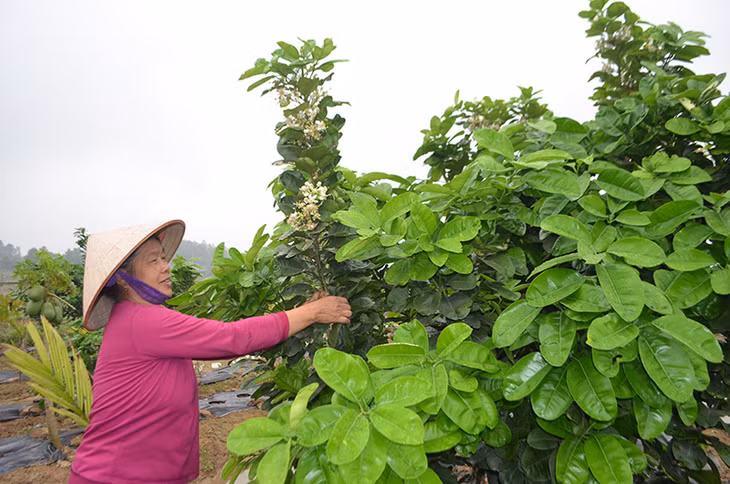 Sau gần 10 năm thực hiện chương trình xây dựng nông thôn mới, nông thôn Quảng Ninh đã có những thay đổi căn bản và toàn diện. (Người dân xã Tiền An, TX Quảng Yên chăm sóc cây trồng).
