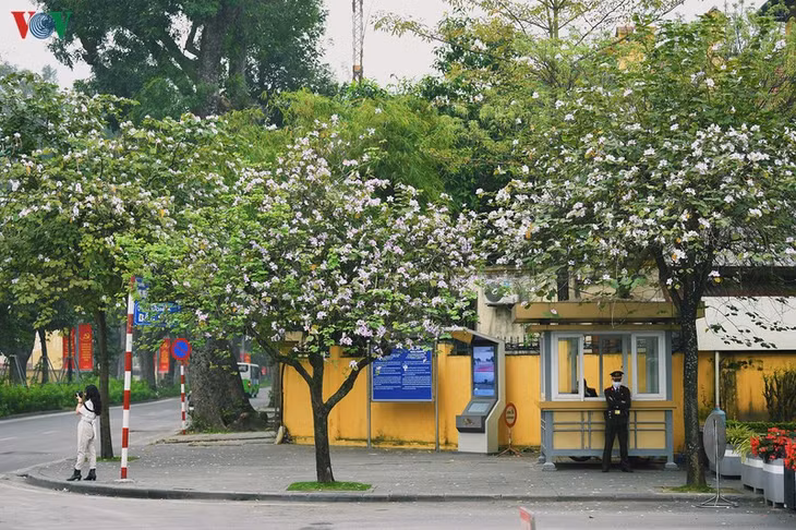 Những ngày này, Hà Nội bỗng đẹp dịu dàng khi từng góc phố đều được tô điểm bởi sắc trắng, sắc tím của hoa ban Tây Bắc.
