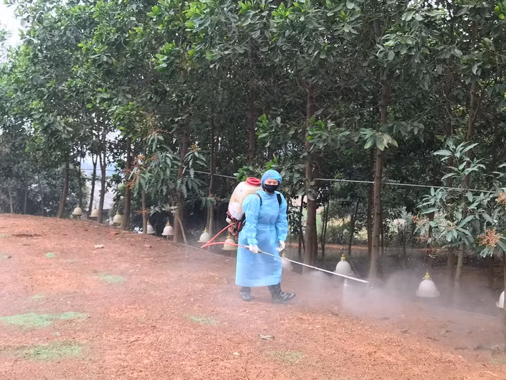 Cán bộ thú y xã Bình Khê, TX Đông Triều phun tiêu độc, khử trùng xung quanh trang trại chăn nuôi lợn của người dân.