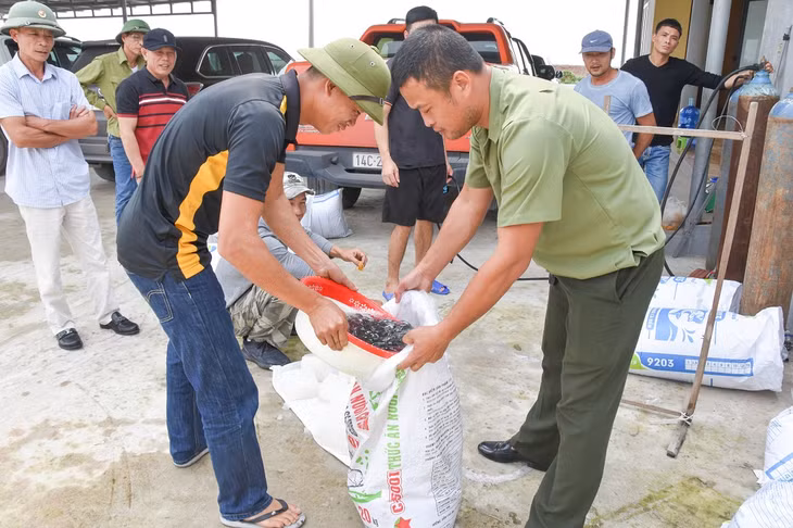 HTX Sản xuất và Nuôi trồng thủy sản Bắc Việt bán cá giống tại cơ sở thôn Đầm Buôn, xã Đầm Hà, huyện Đầm Hà.