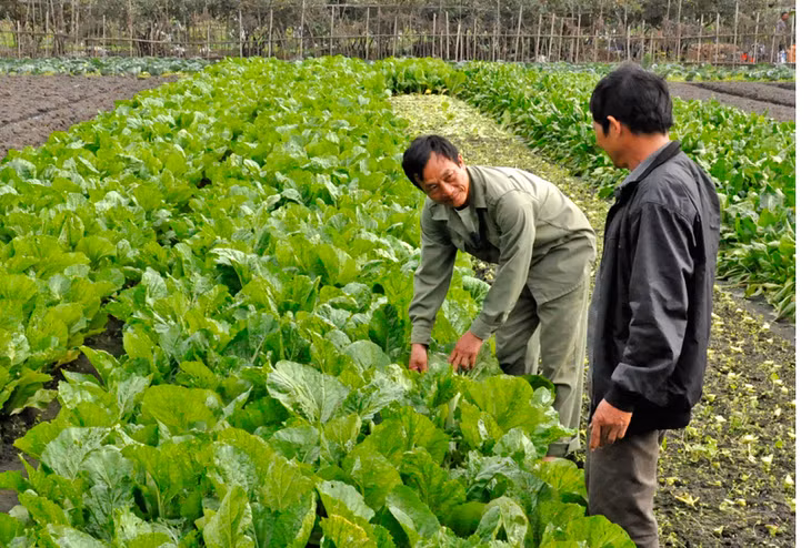 Sản xuất rau tại phường Hà Phong, TP Hạ Long.