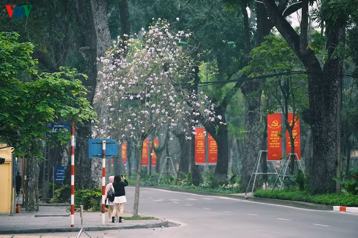 Các bạn trẻ tới đây đi dạo dưới hàng hoa hồng tím tinh khôi và lưu lại những khung hình đẹp nhất với hoa ban.