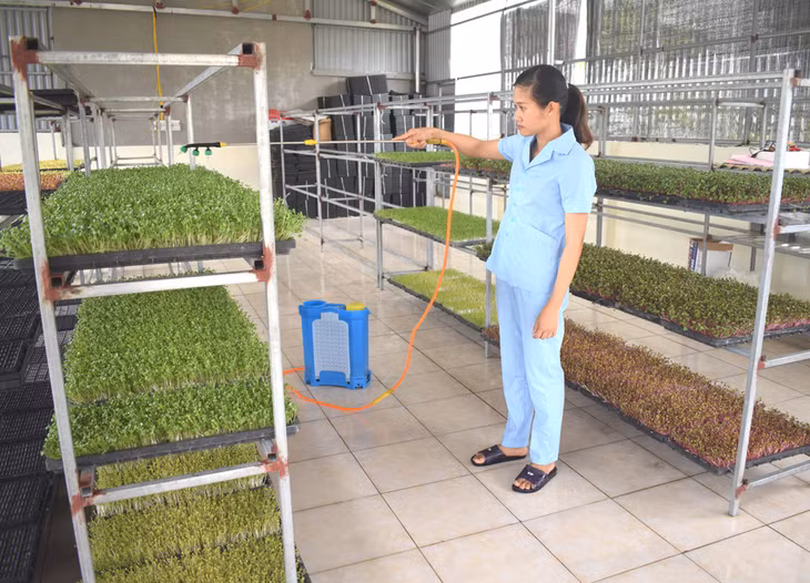 Chị Lê Thị Thu chăm sóc rau mầm tại Công ty CP Công nghệ sinh học Tiên Yên.