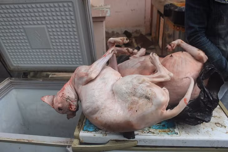 Chó bị đánh bả được làm thịt cất vào tổ cấp đông.