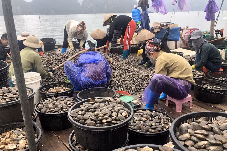 Người dân huyện Vân Đồn tập trung thu hoạch ngao hai cùi, chuẩn bị cho vụ nuôi mới năm 2020.