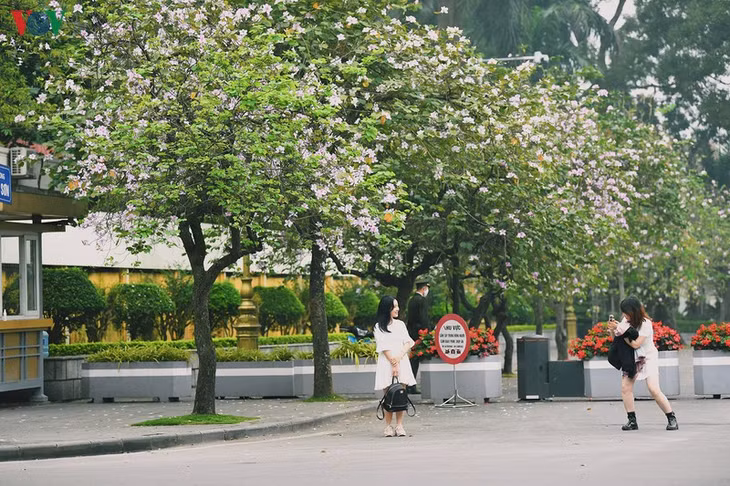 Nhị hoa mang vị ngọt, quyến rũ nhiều loài côn trùng, nhất là các loài lấy mật như ong, bướm.