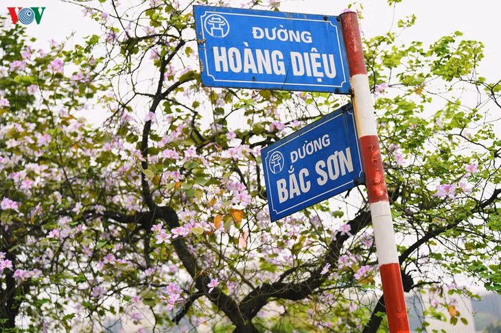 Đi qua đoạn đường Bắc Sơn, người dân đều bị thu hút bởi hoa ban Tây Bắc đang đến mùa khoe sắc.