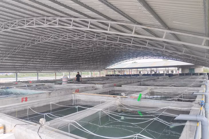 Khu vực bể ương cá giống của HTX Sản xuất và Nuôi trồng thủy sản Bắc Việt (huyện Đầm Hà).