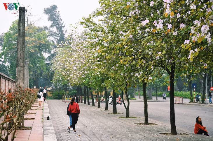 Tên gọi hoa ban theo tiếng của dân tộc Thái, có nghĩa là hoa ngọt.