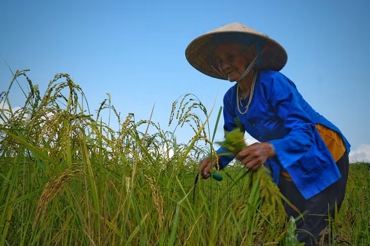 Bà Phạm Thị Thung gặt lúa nếp vụ Đông Xuân. Ảnh: Phạm Linh.