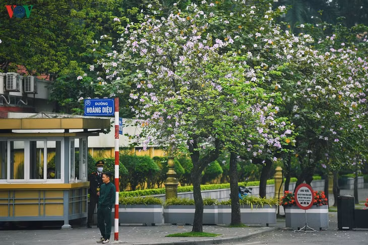 Hoa ban có nhiều loài nhưng được trồng phố biến ở Hà Nội là những cây cho hoa tím pha trắng.