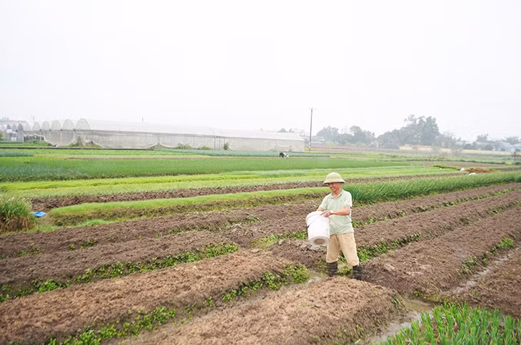 Nông dân xã Tiền An, TX Quảng Yên chuẩn bị cho vụ gieo trồng mới.