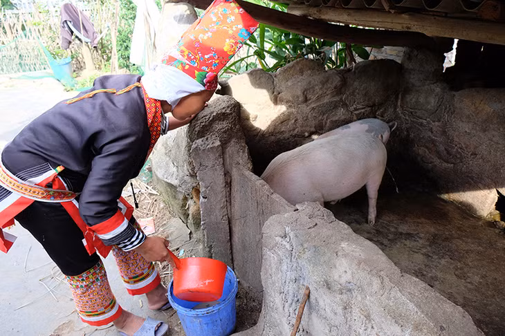 Việc chăn nuôi quy mô nhỏ lẻ tiềm ẩn nguy cơ cao về dịch bệnh, ô nhiễm. 