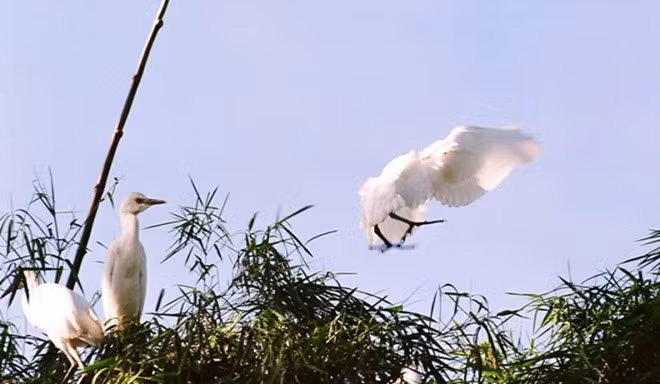 Vườn cò Bằng Lăng thuộc xã Thới Thuận, huyện Thốt Nốt, TP.Cần Thơ. Đây là một trong những sân chim lớn nhất, khu du lịch sinh thái nổi tiếng nhất nhì đồng bằng sông Cửu Long.