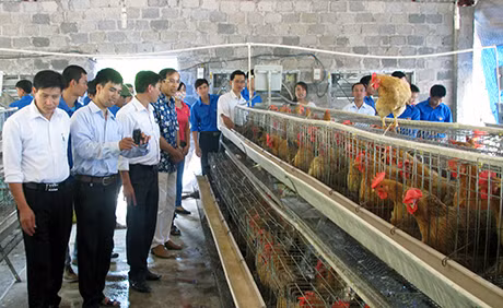 Thực hiện tốt công tác tiêm phòng là biện pháp tốt nhất để phòng chống dịch cúm gia cầm. Trong ảnh: Sản xuất giống gà Tiên Yên tại Công ty CP Phát triển chăn nuôi & NLNN Phúc Long (Tiên Yên).