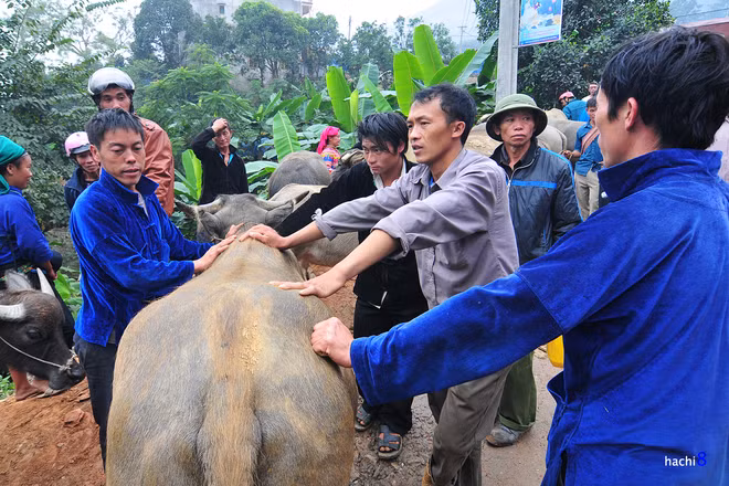 Đối với người dân tộc, trâu bò là một gia tài lớn. Giá mua bán được thỏa thuận miệng và trao tiền mặt tại chỗ. Con trâu này đang được thương thảo với giá hơn 30 triệu đồng.