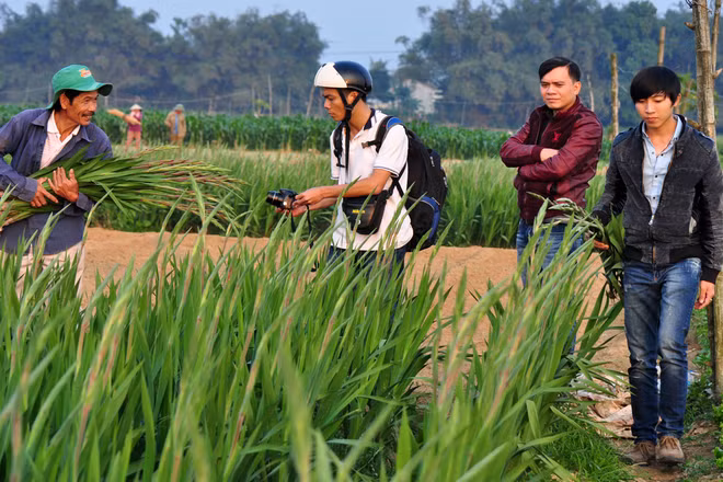  Các bạn trẻ về mua hoa lay ơn trên bãi bồi ven sông. Theo giá thị trường, mỗi bó 10 cây lay ơn bán tại đồng có giá khoảng 50.000 đồng, người dân nơi đây xem như "trúng lớn".