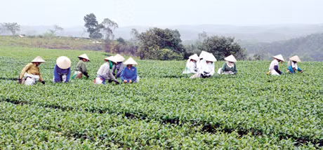 Công nhân của Công ty TNHH Thuấn Quỳnh thu hoạch chè tươi Ngọc Thuý tại vùng trồng chè sạch ở xã Quảng Long (Hải Hà).