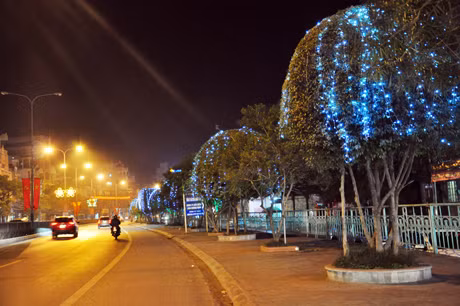 Hàng cây xanh trên đường Nguyễn Văn Cừ khoác lên mình 