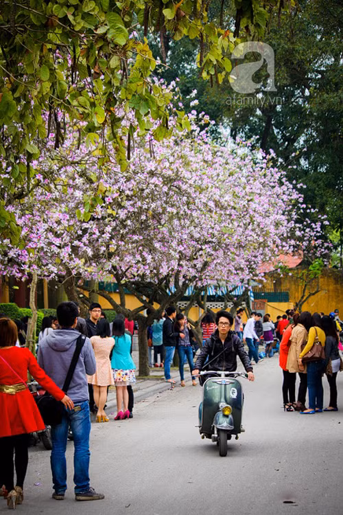 Nhiều bạn trẻ tới đường Bắc Sơn để ghi nhận cảm xúc và hình ảnh rực rỡ của hoa ban. Thời điểm này, người dân Thủ đô và du khách đều không khỏi ngỡ ngàng trước vẻ đẹp của nó.
