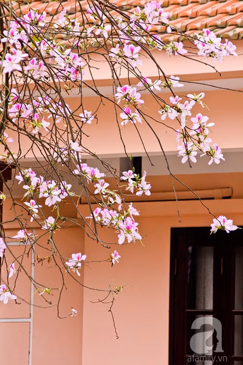 Những cánh hoa ban pha sắc tím hồng bung nở rực rỡ mang đến hương vị của miền rừng núi Tây Bắc.