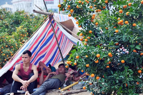 Thời tiết nắng nóng như hè khiến quất chín rụng không ái tới mua khiến chủ hàng đành nằm ngủ.