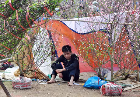 Nỗi buồn người trồng đào.