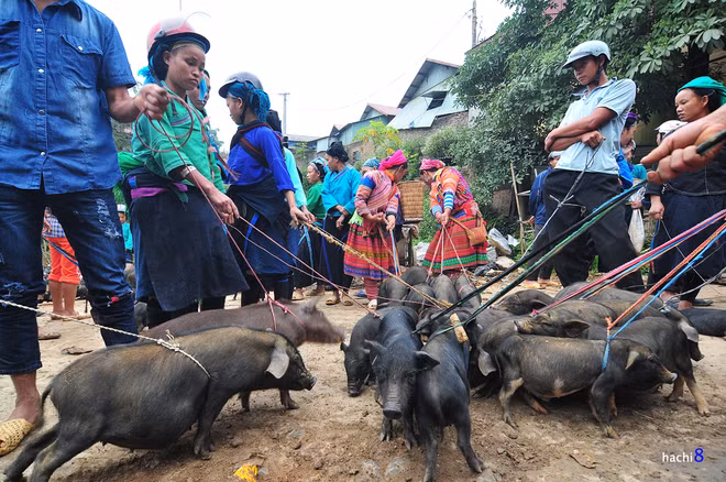 ...cho tới những chú lợn mán bị buộc túm ngang bụng, chạy tán loạn mỗi khi khách xem hàng.