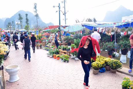 Những ngày cận Tết thời tiết có nắng gắt, khu vực chợ hoa xuân Hạ Long vẫn nườm nượp người.