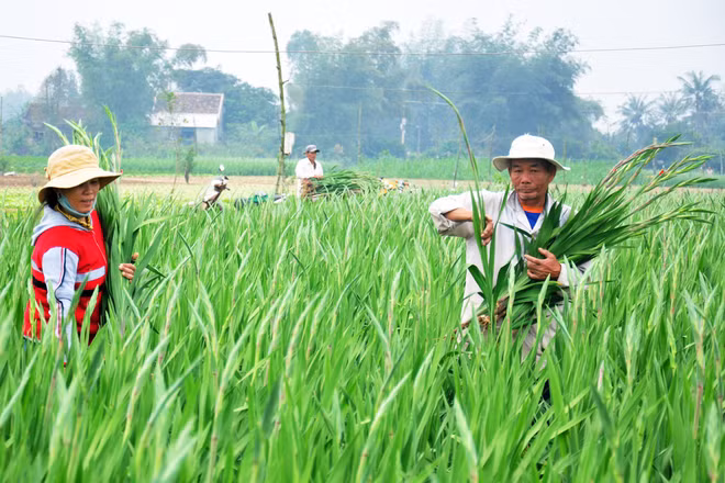  Cánh đồng hoa lay ơn ở Nghĩa Hà có nhiều màu như: hồng nhung, hồng phấn, xanh, thẫm, đỏ... Thống kê của UBND xã Nghĩa Hà, có hơn 100 hộ trồng hoa Tết các loại, trong đó chủ yếu là trồng hoa lay ơn Đà Lạt. Mỗi mùa bà con nông dân trong xã thu nhập hơn 10 tỷ đồng. Hộ dân trồng hoa lay ơn Đà Lạt ở làng quê này ít nhất là 500 m2 và nhiều nhất đến 4.000 m2 và đều có thu nhập cao vào mùa Tết. 