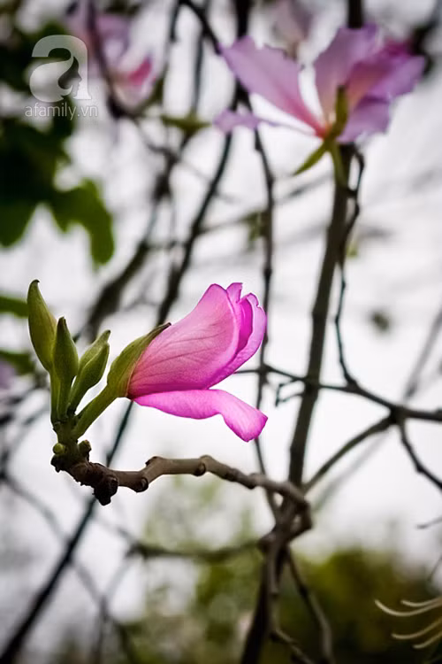 Nụ hoa ban bừng tỉnh rực rỡ trong mùa xuân, khi những vạt nắng đầu tiên xiên qua kẽ lá. Giờ đây, dải màu tím miền Tây Bắc đã căng tràn trời Hà Nội.