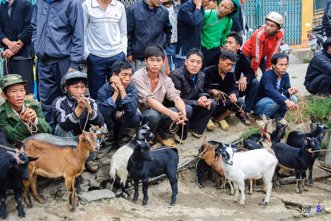 Nhộn nhịp hơn cả là khu vực gia súc cuối chợ. Từ những đàn dê núi có vẻ hiền lành, đứng một cách trật tự,..