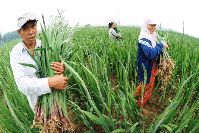  Ông Nguyễn Phú Vinh (ngụ xã Nghĩa Hà) cho biết, cứ tháng 5 âm lịch hàng năm, người dân làng hoa đón xe đò lên Đà Lạt để mua giống lay ơn mang về trồng ở bãi bồi sông Trà Khúc. "Chúng tôi xuống giống hoa vào rằm tháng 10 âm lịch, hơn hai tháng sau thì thu hoạch bán thị trường dịp Tết có thu nhập gấp hàng chục lần so với trồng lúa trên cùng diện tích", ông Vinh nói.