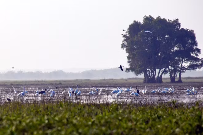 Khu dự trữ sinh quyển Ramsar thứ 2.000 của thế giới nỗi tiếng với sự có mặt của sếu đầu đỏ, một trong những loại chim được ghi vào sách đỏ. Ngoài ra, khám phá thế giới của các loại chim, nếu đến đây vào thời gian này, bạn sẽ được chiêm ngưỡng và pose hình với thảm hoa vàng rực rỡ của nơi đây. Ảnh: Hải An 