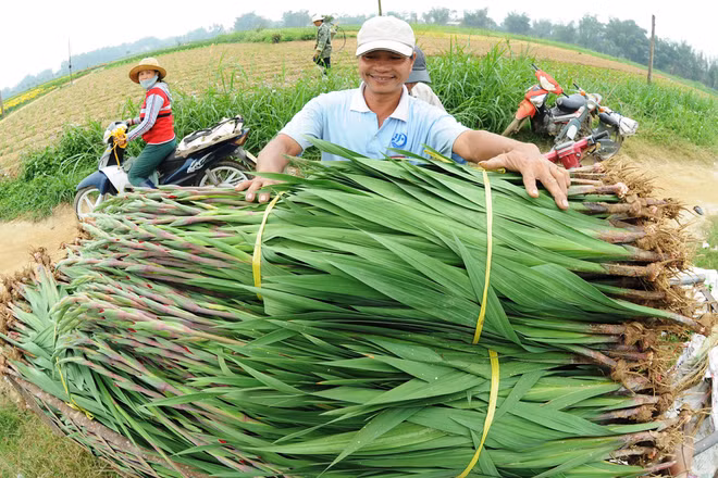  Anh Nguyễn Văn Thung (ngụ xã Nghĩa Hà) bày tỏ vui mừng vì 70.000 cây lay ơn của gia đình đồng loạt trổ búp đúng dịp Tết. "Hiện thương lái đã đặt hàng hơn hai phần ba đồng hoa, số còn lại tôi mang ra chợ bán. Trừ hết chi phí tôi lãi khoảng hơn 100 triệu đồng", anh Thung nói. 