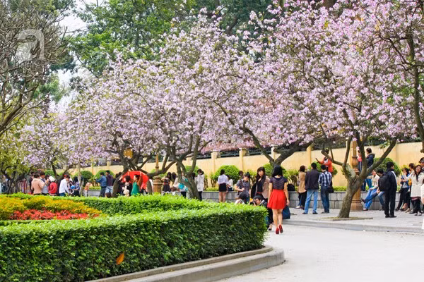 Trên con đường Bắc Sơn những ngày này, người người tìm tới đây để chiêm ngưỡng và ghi lại khoảnh khắc đẹp cùng hoa ban