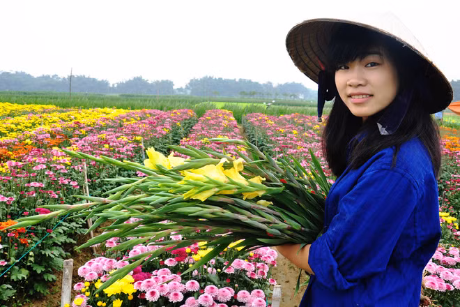  Không chỉ tìm tòi, học hỏi kinh nghiệm trồng hoa lay ơn, người dân Nghĩa Hà còn trồng nhiều loại cúc Đà Lạt bán thị trường dịp Tết. 