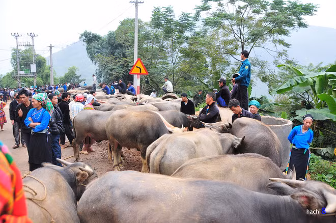 Tốn diện tích hơn cả là gian hàng trâu bò, ngựa. Khu vực này diễn ra bên ngoài khuôn viên chợ và chạy dọc ven đường.