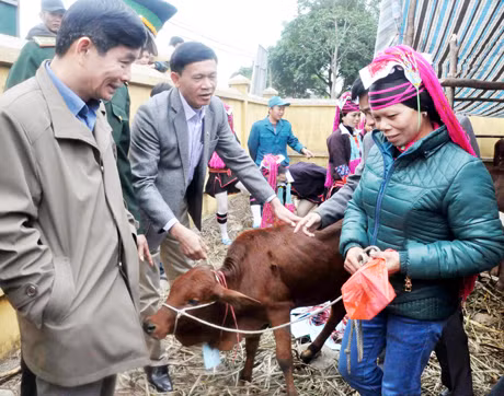Các đồng chí lãnh đạo Ban Dân tộc tỉnh, UBND huyện Hải Hà trao bò giống cho các hộ nghèo xã Quảng Sơn từ chương trình bò giống giúp người nghèo biên giới.