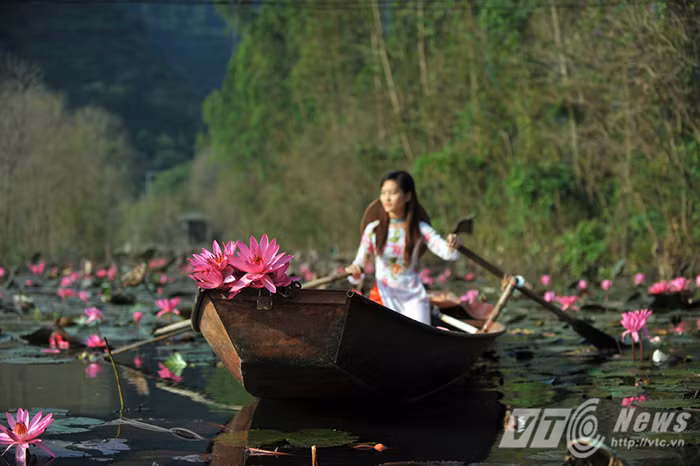 Sắc hồng tươi tắn của những bông súng trên suối Yến.