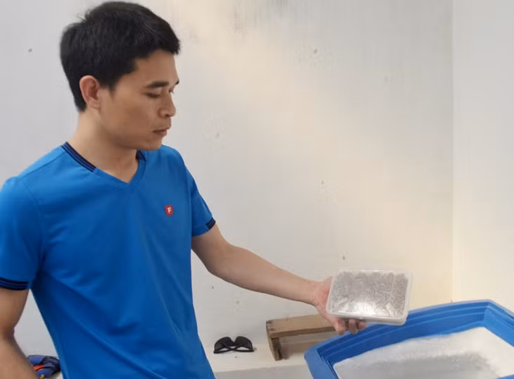 Dế cung cấp cho nhà hàng làm món ăn được làm sạch và ủ trong tủ lạnh trước khi chuyển đi.