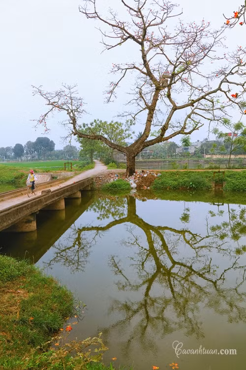 Và chính vì lẽ đó, ta dành tặng cho loài hoa đỏ thắm của tháng Ba này nỗi niềm thương nhớ.