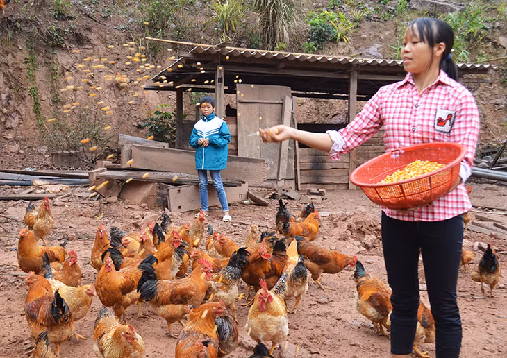 Người dân Hà Lâu (Tiên Yên) thoát nghèo nhờ mô hình nuôi gà bản địa