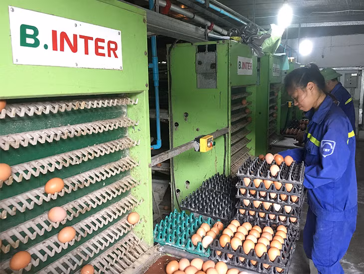 Công nhân Công ty CP Khai thác khoáng sản Thiên Thuận Tường thu hoạch trứng gà Ai Cập, một trong số các sản phẩm OCOP Cẩm Phả