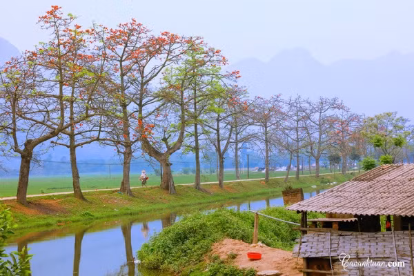 Đây là loài hoa thân thuộc với người dân vùng đồng bằng Bắc Bộ mà hầu như làng nào cũng có một cây gạo ở đầu làng.