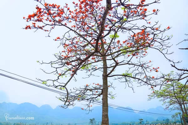 Ấy vậy mà mỗi người con đi xa quê, hình ảnh đầu tiên mà họ bắt gặp khi trở về chính là gốc cây gạo thân thuộc. Nơi ấy có người mẹ, người thân của mỗi chúng ta đứng trở những đứa con bôn ba tứ xứ ngày trở về.