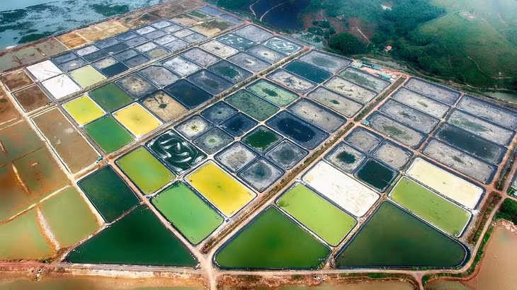 Ảnh chụp tại Trung tâm Sản xuất giống công nghệ cao và nuôi trồng thực nghiệm giống hải sản Quảng Ninh, Đầm Hà, tháng 11, 2017