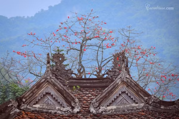 Hoa gạo cũng là một trong những loài hoa gây thương nhớ với những nhạc sĩ, nhà thơ, họa sĩ, đặc biệt là nhiếp ảnh gia Việt.