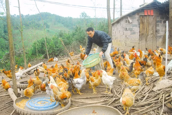 Mô hình nuôi gà đồi của hộ anh Tằng Văn Minh, thôn Khe Mươi, xã Đại Thành.