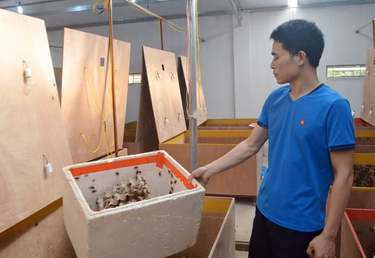 Dế nuôi tại thùng gỗ 